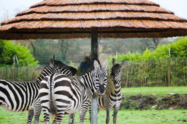 Chic 2 Bed Peak District Cottage Barn Near Alton Towers, Polar Bears, Chatsworth House Leek Exteriér fotografie