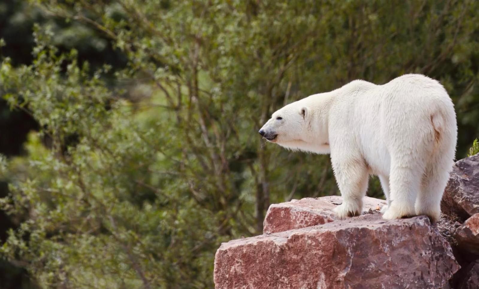 Chic 2 Bed Peak District Cottage Barn Near Alton Towers, Polar Bears, Chatsworth House Leek Exteriér fotografie